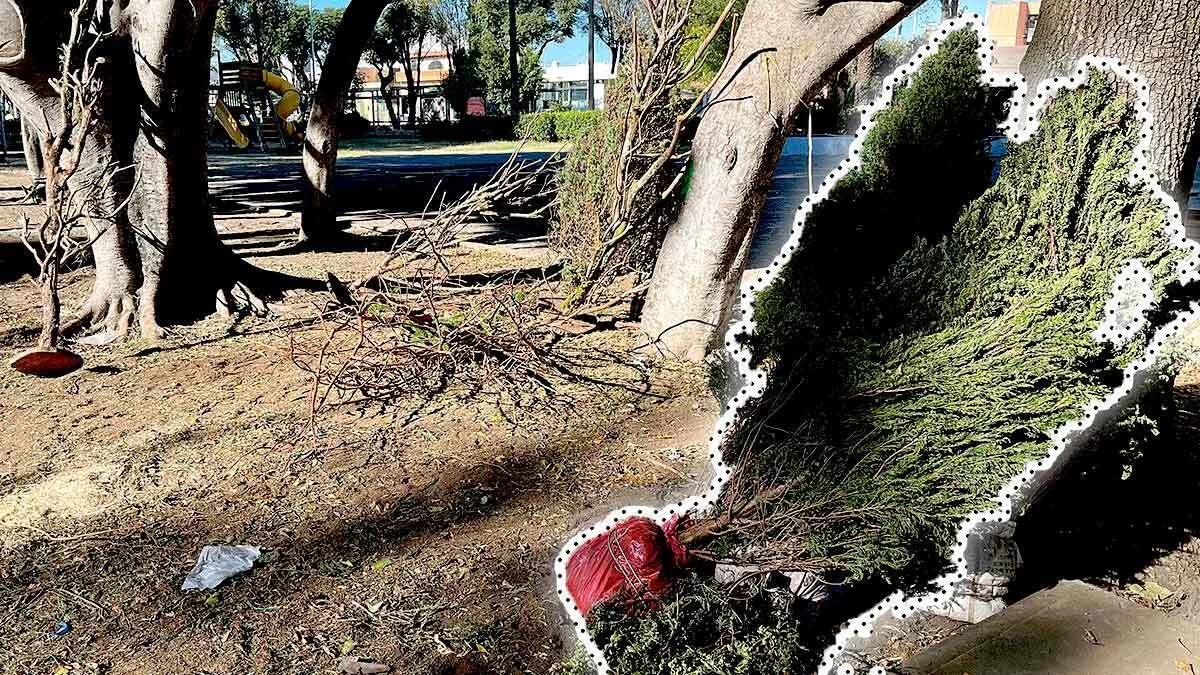 Abandonan árboles en el tianguis del CENCH