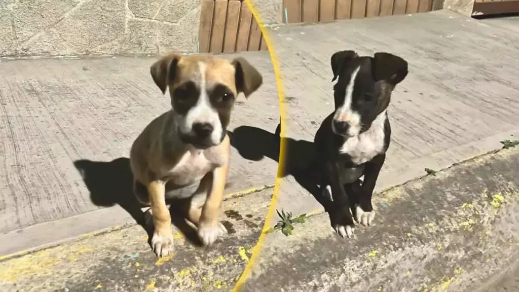Perritos en adopción.