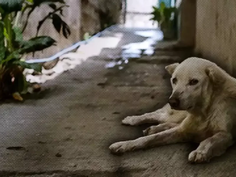 Perros callejeros