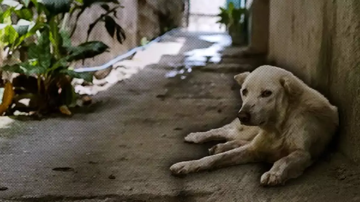 Perros callejeros