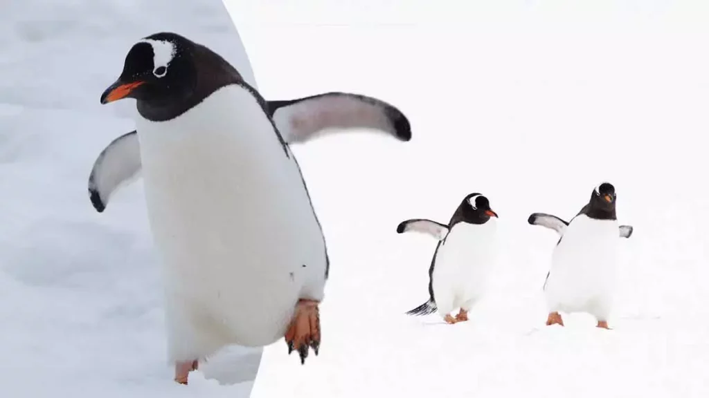 Pingüinos