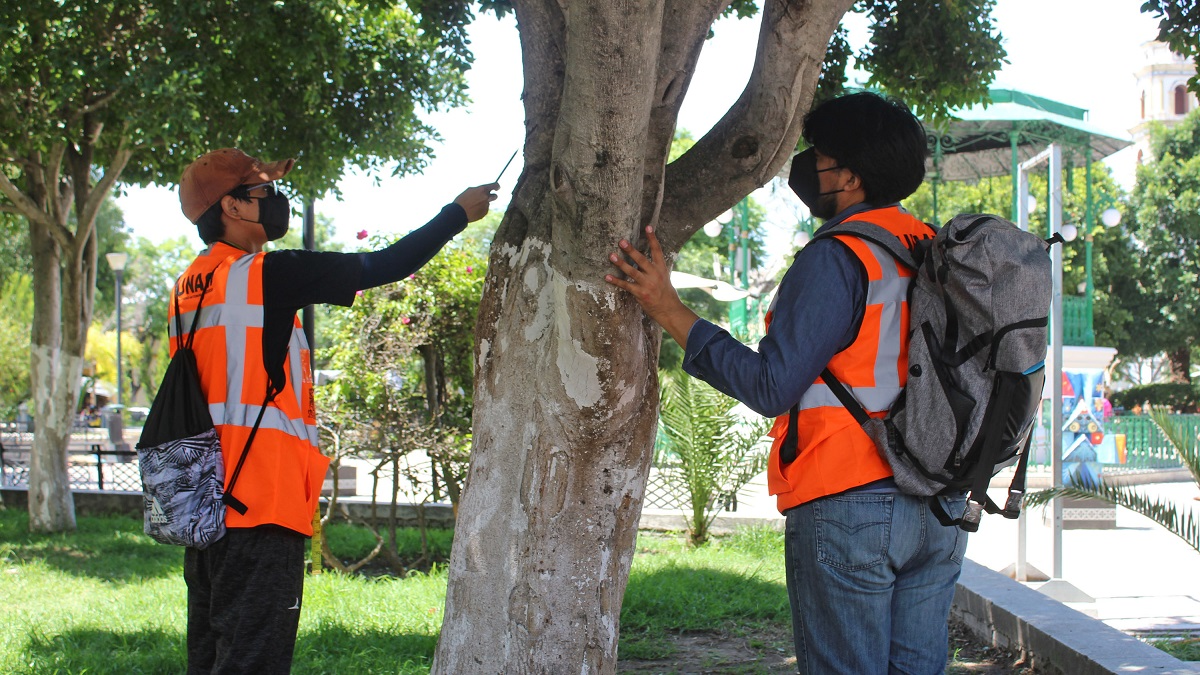 Árboles con plaga en Puebla.
