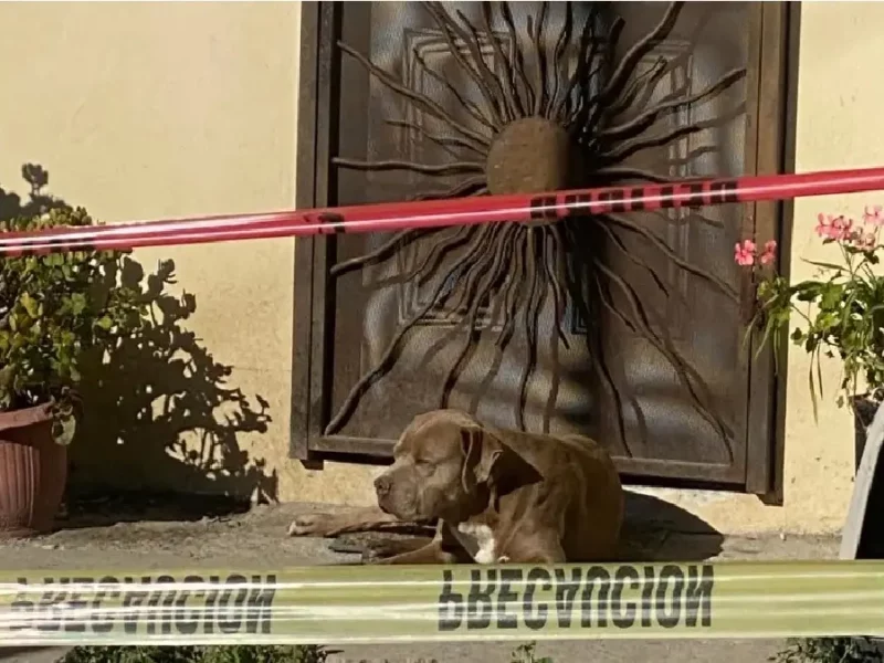 “Chato” es el perro que cuidó Lourdes Maldonado antes de ser asesinada; él la sigue esperando