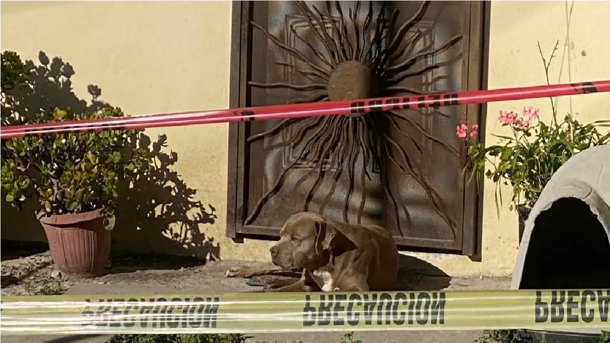 “Chato” es el perro que cuidó Lourdes Maldonado antes de ser asesinada; él la sigue esperando