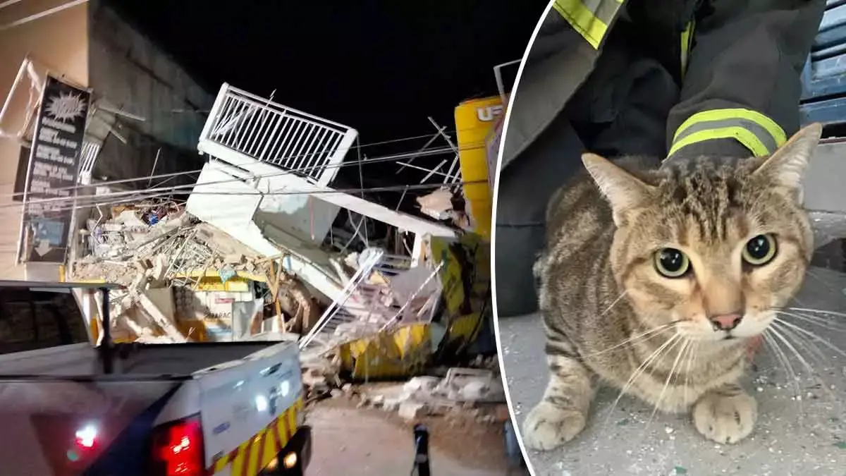 Animales rescatados tras la explosión en un edificio.