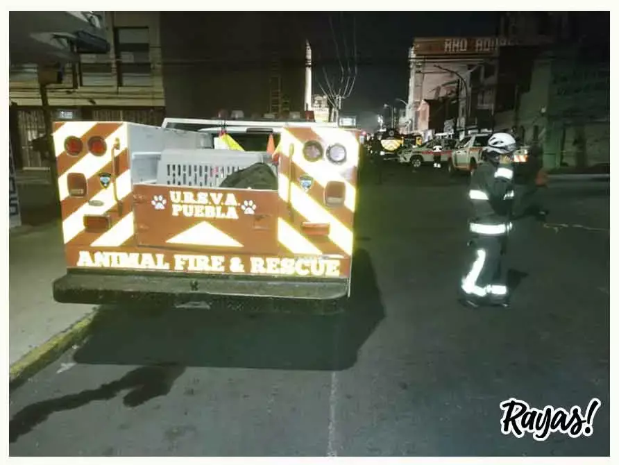 Animales rescatados tras la explosión en un edificio.