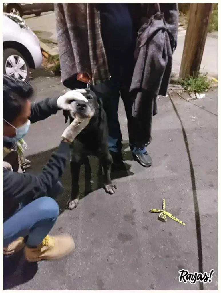 Animales rescatados tras la explosión en un edificio.