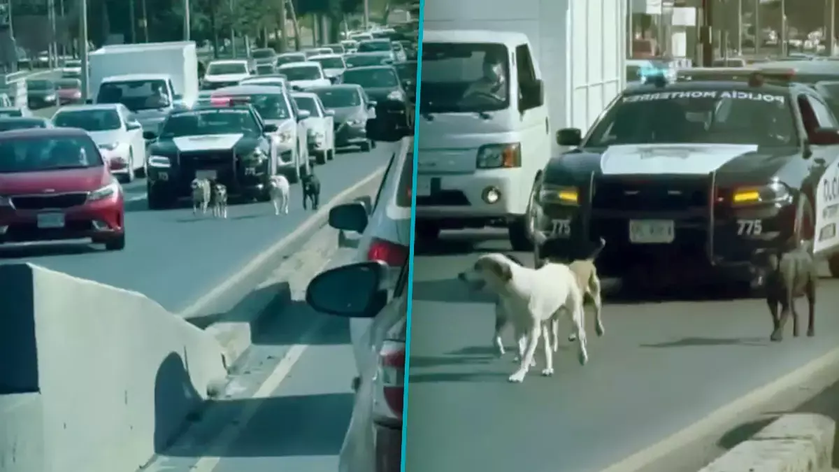 Perros escoltados por policías en Monterrey.