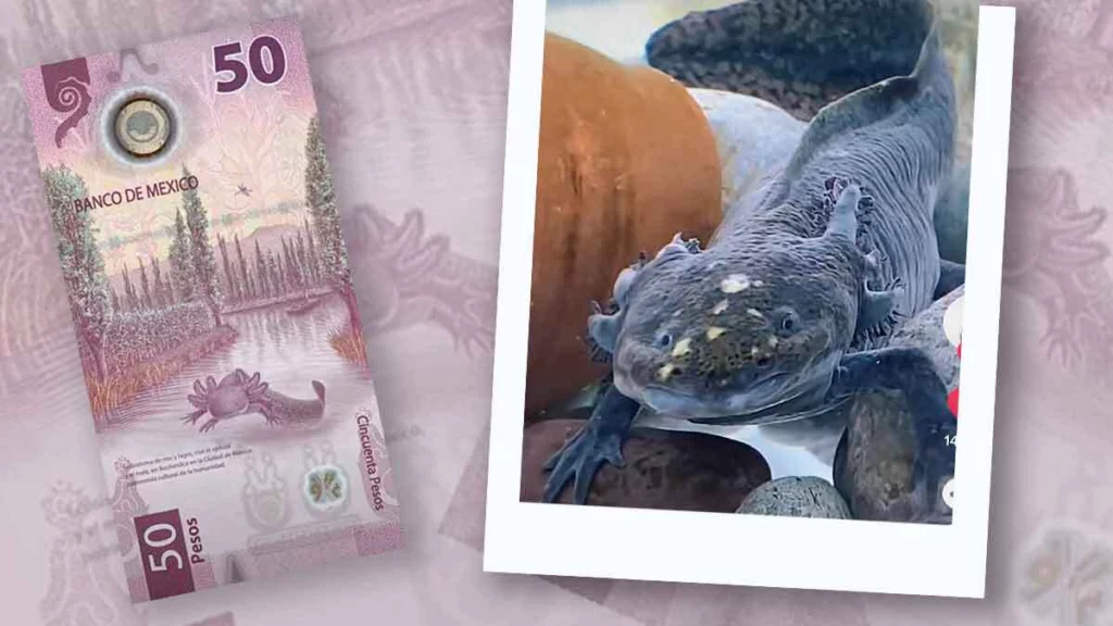 Ajolote del billete de 50 pesos.