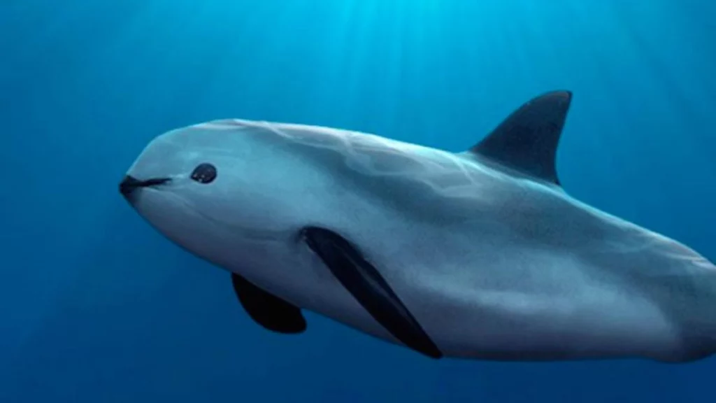 Ejemplar de una vaquita marina.