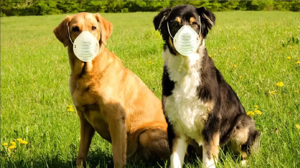 Mascotas protegidas