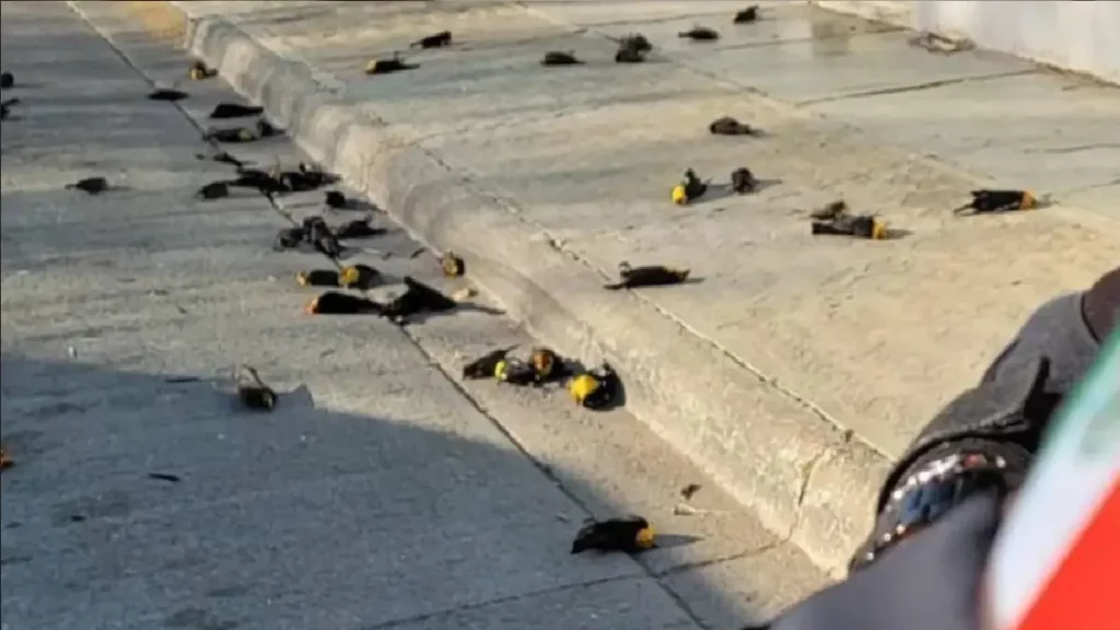 Aves muertas en calles de Chihuahua