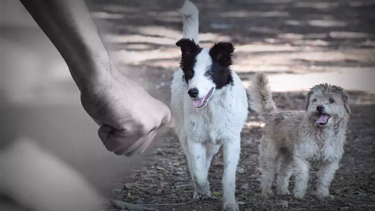 La crueldad animal es un delito que va en aumento en Puebla.