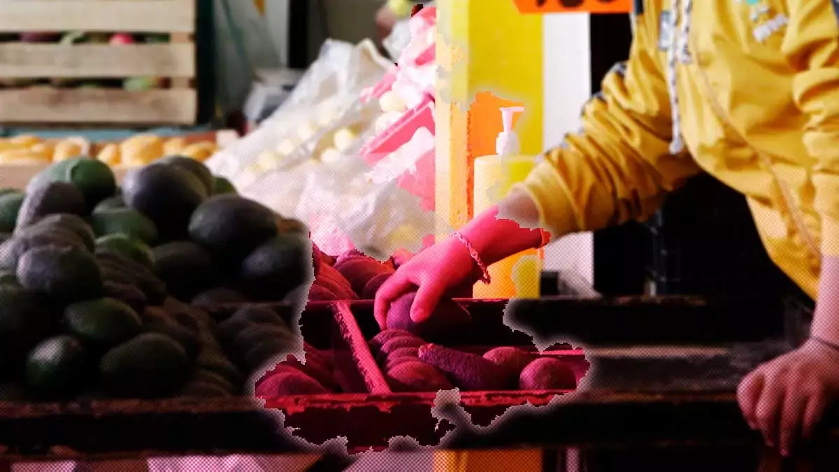 Producción de aguacate en Puebla