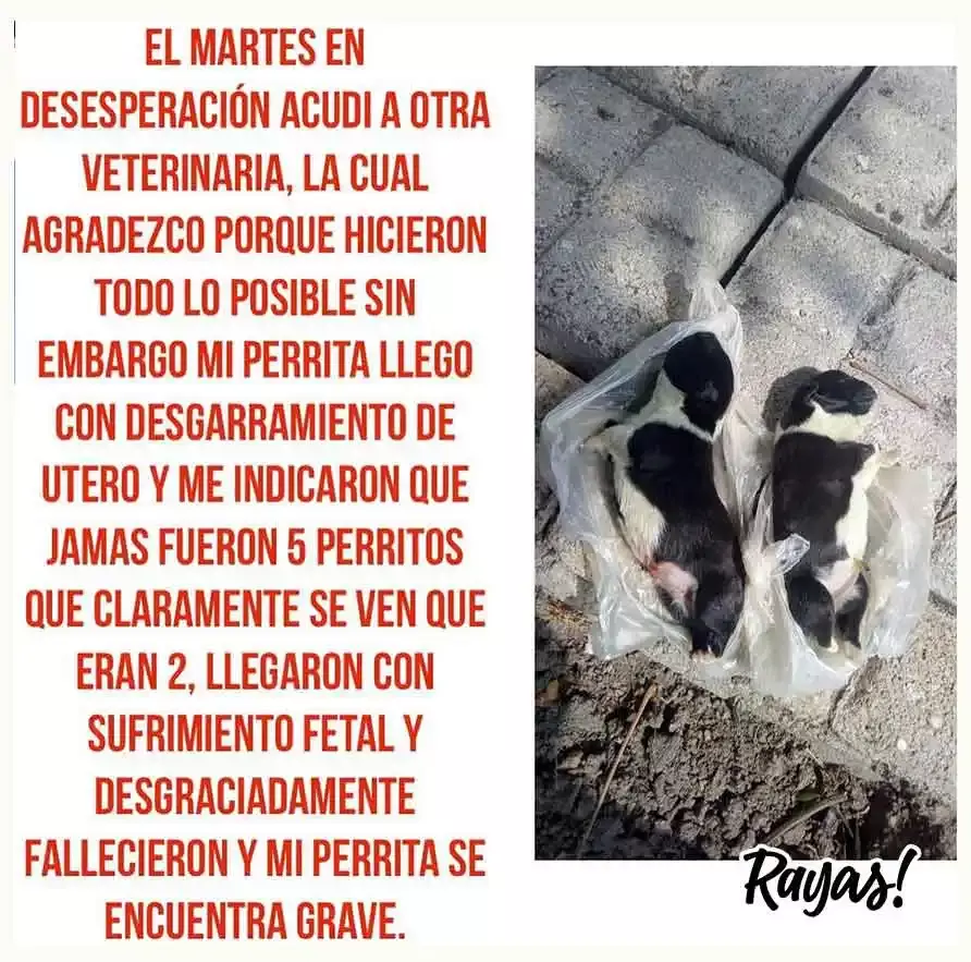 Nunca fueron cinco perrito, en realidad solo eran dos.