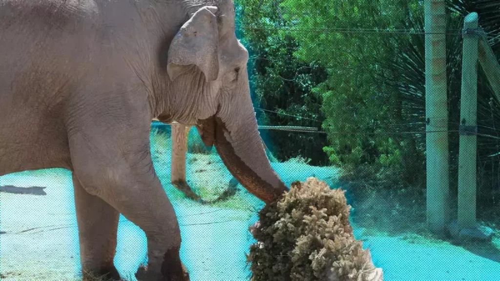 Africam Safari