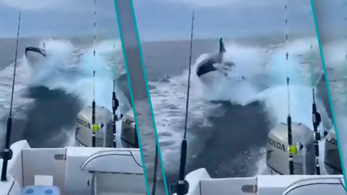 Orca en aguas de Sinaloa.