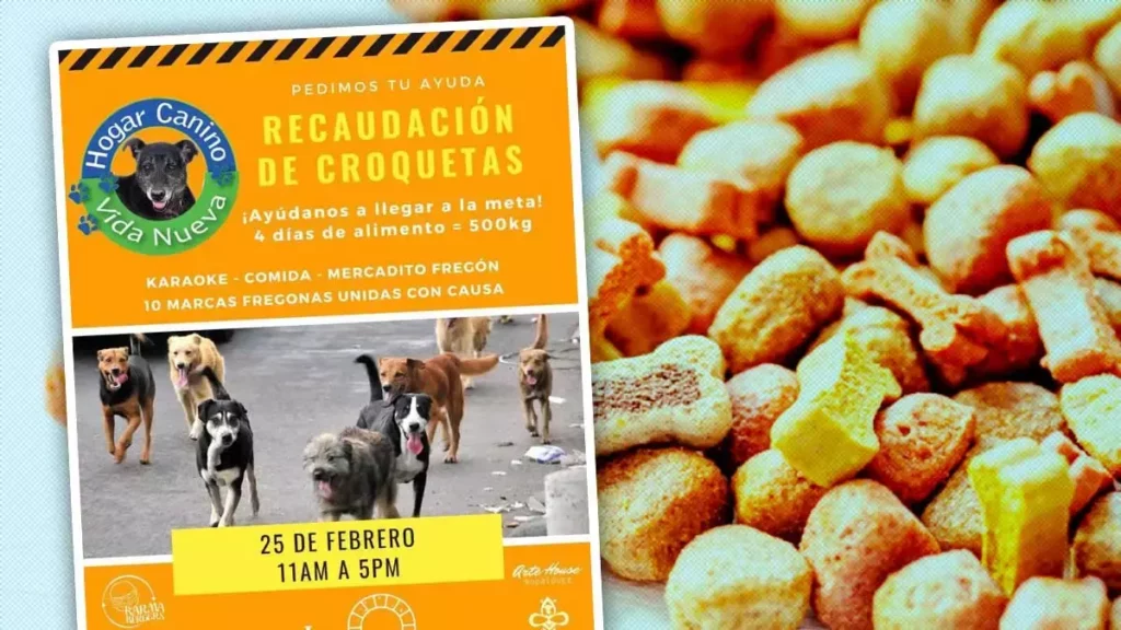 Ayuda a recaudar media tonelada de croquetas
