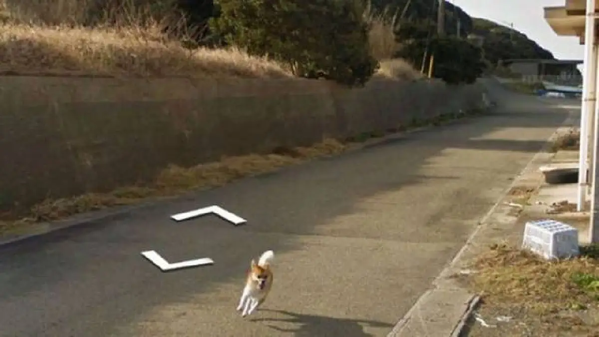 Perrito persigue un auto Google Maps