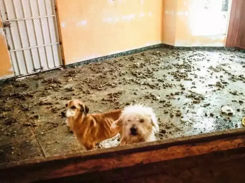 Rescatan a perros y gatos en San Andrés Cholula