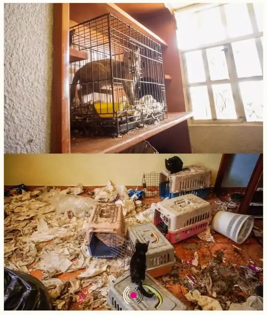rescata perros gatos