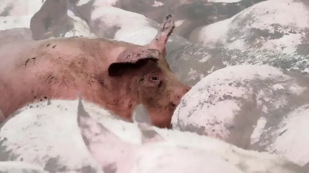 Cuatros rastros fueron clausurados por carencia de aguas residuales.