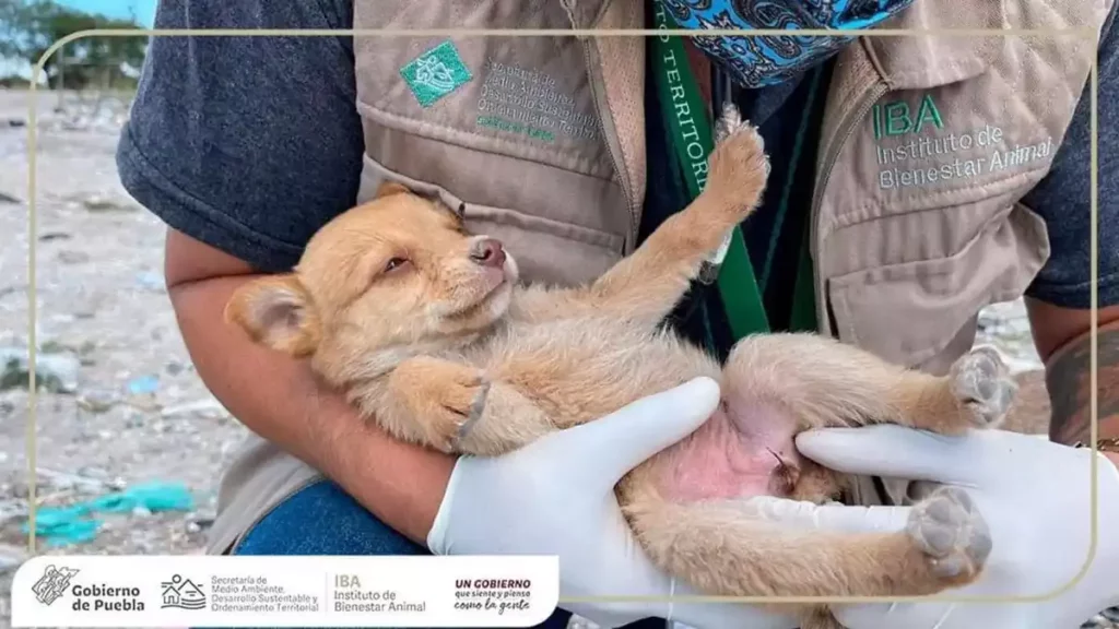 Perros hallados en basurero de Ixcaquixtla serán valorados por el IBA para su rescate.