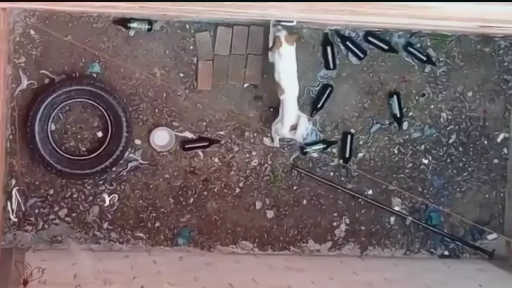 ¡Auxilio! Piden rescatar a perrito que pasa hambre y frío bajo la lluvia en Castillotla