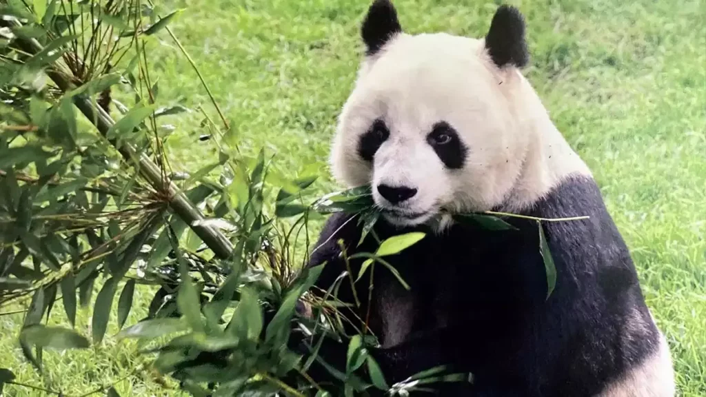 Falleció Shuan Shuan, la panda gigante más longeva de México.