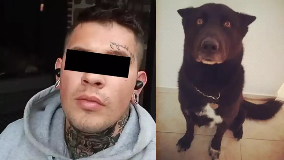 Acusan a entrenador de perros en Puebla por la muerte de Jaxs.