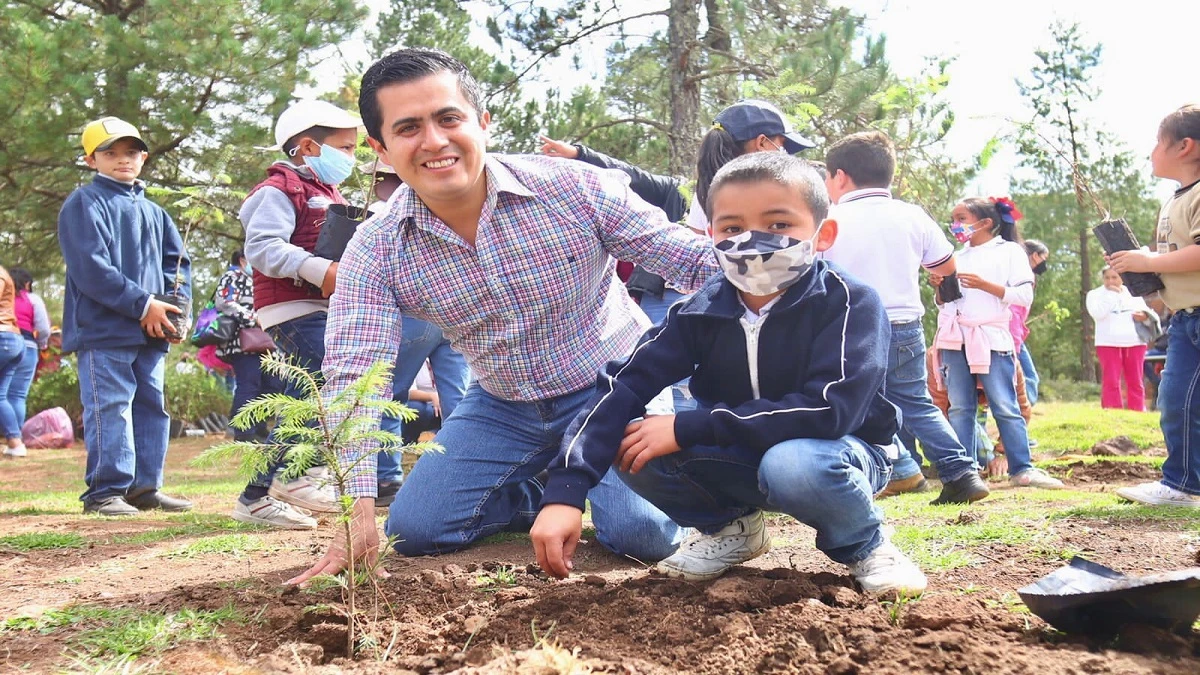 reforestación con árboles de la especie Pinus Patula