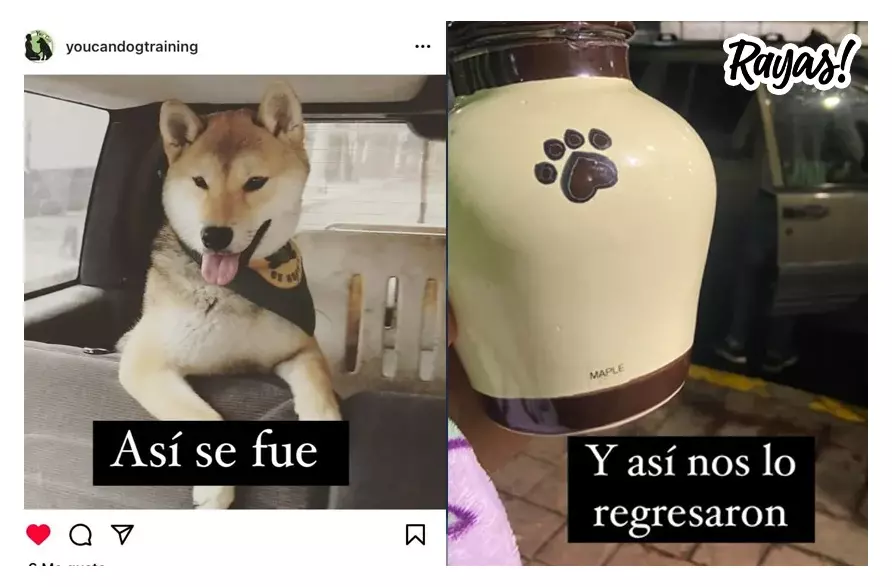 Los dueños piden que no quede impune la muerte de su mascota.