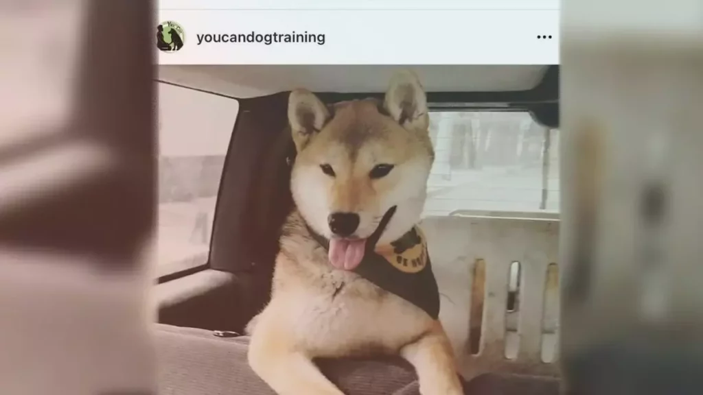 Justicia para Maple: perrito va a campamento y lo regresan sin vida.