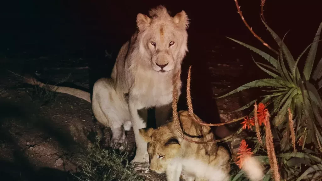Profepa revisará si Africam Safari es apta para recibir a felinos de Black Jaguar-White Tiger.