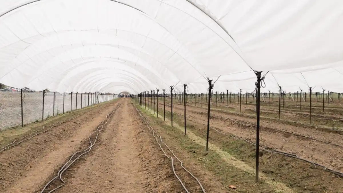 Pone en marcha Mundo Tlatehui Macro Túnel para la producción de zarzamora en San Francisco Acatepec