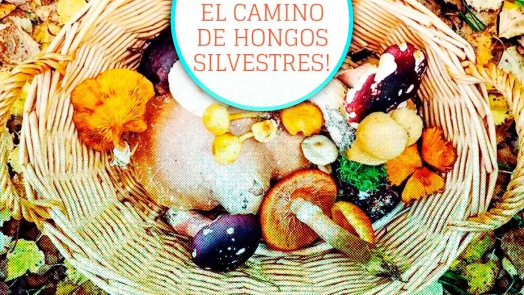 Lánzate al festival El Camino de Hongos Silvestres en Puebla, ¡habrá pulque!