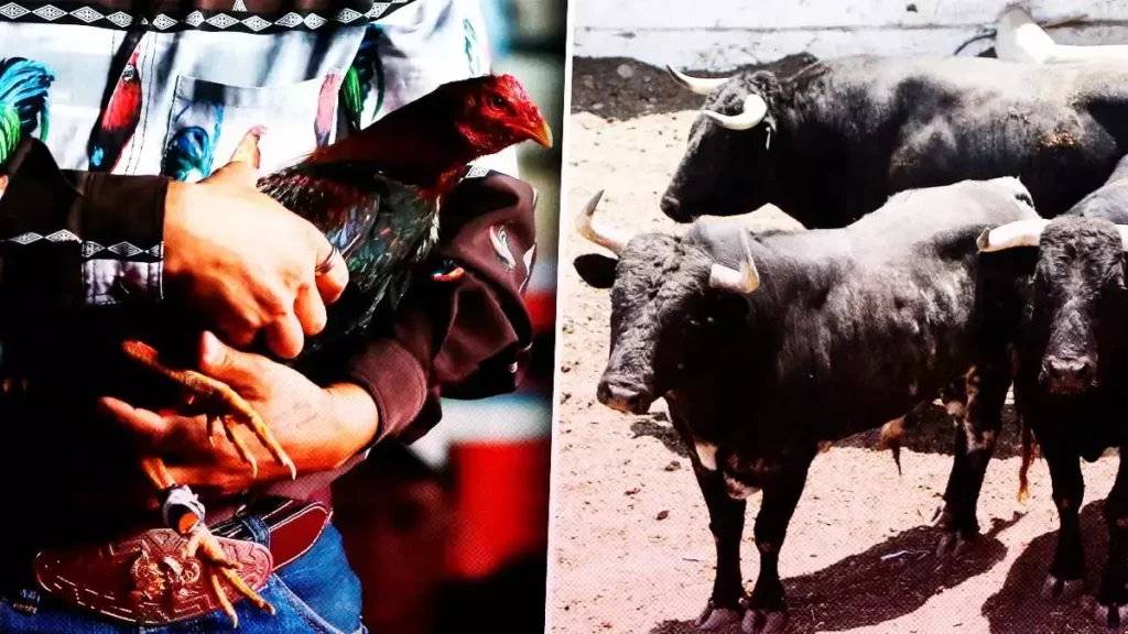 Piden diputados hacer foros para prohibir corridas de toros y peleas de gallos en Puebla