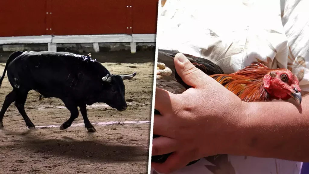 Habrá Parlamento Abierto para prohibición de peleas de gallos y toros en Puebla.