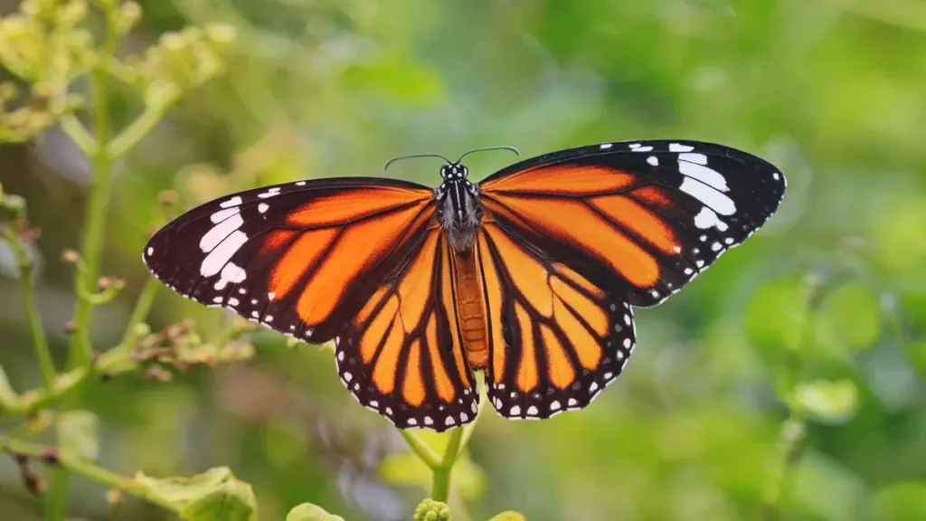 ¡Qué mal! La mariposa monarca entra a lista roja de especies amenazadas