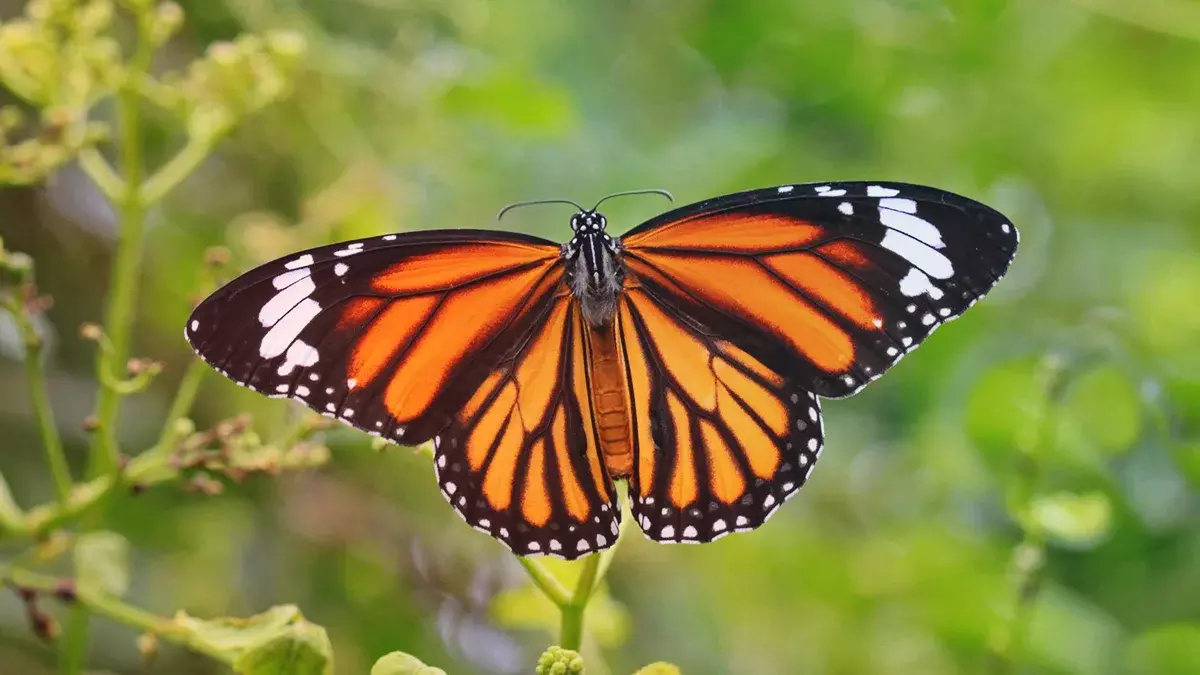 ¡Qué mal! La mariposa monarca entra a lista roja de especies amenazadas