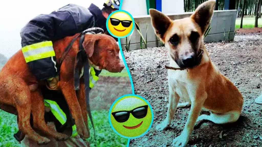 Spay, Spike y dos más son los perros más famosos de Puebla