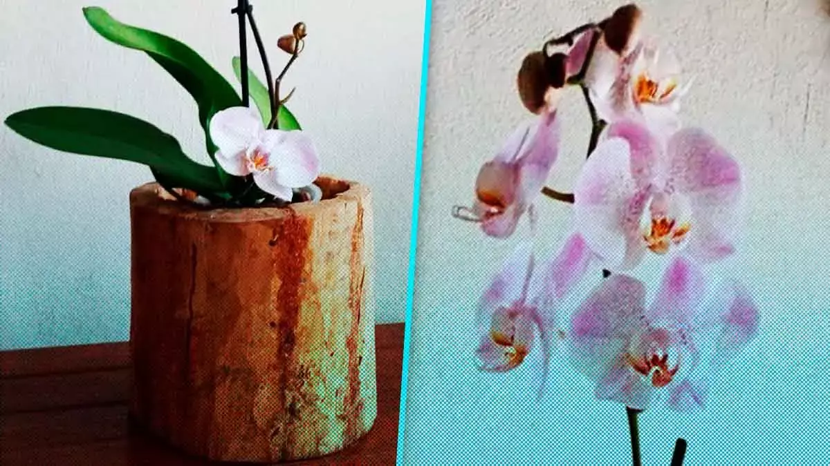 Compra una orquídea y ayuda a Felipe a conseguir sus medicamentos