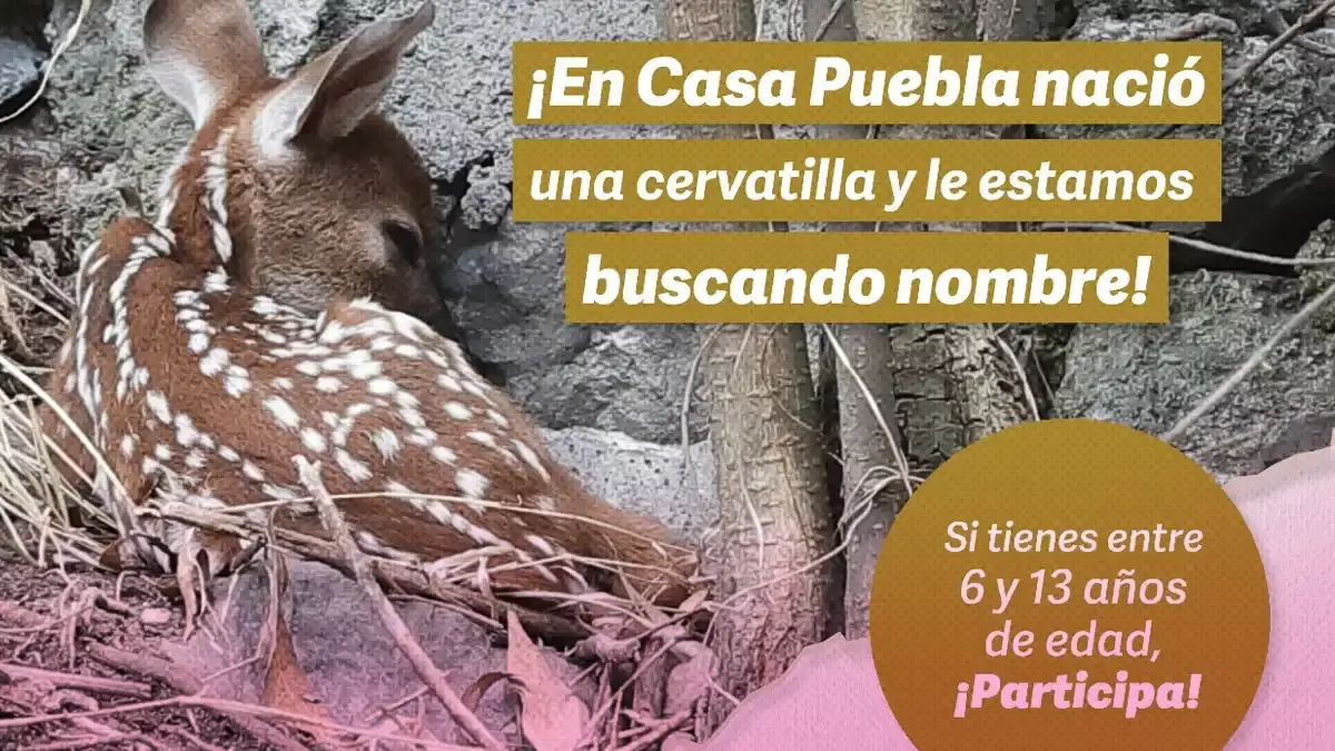 Ponle nombre a la nueva cervatilla que nació en Casa Puebla ¡Participa! 