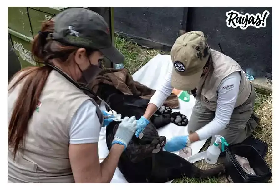 Leones ya están descansando y recuperándose en Africam Safari 