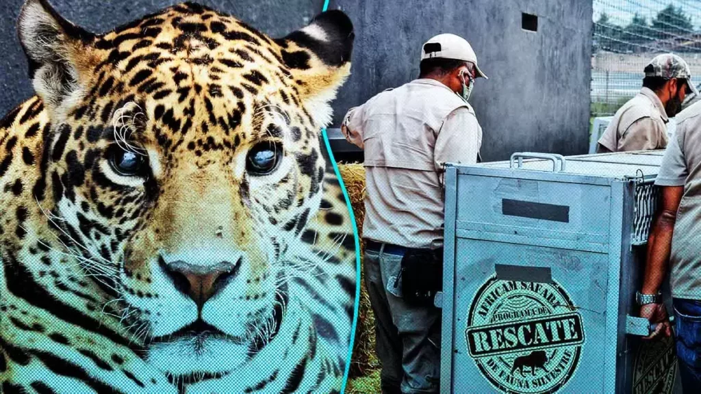 Leones ya están descansando y recuperándose en Africam Safari 