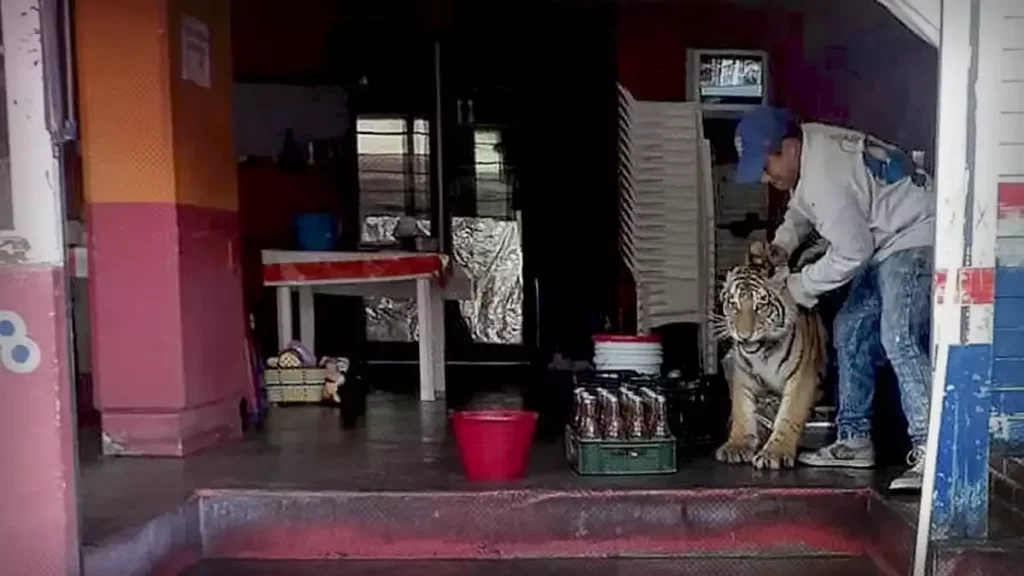 Tigre pasea por calles de Mixquiahuala, Hidalgo ¡y entra a taquería!