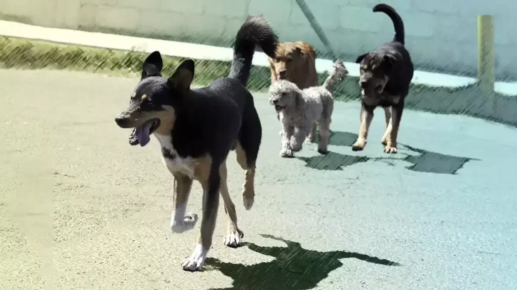 27 de julio: Día del Perro Callejero, ¿sabes por qué se celebra?