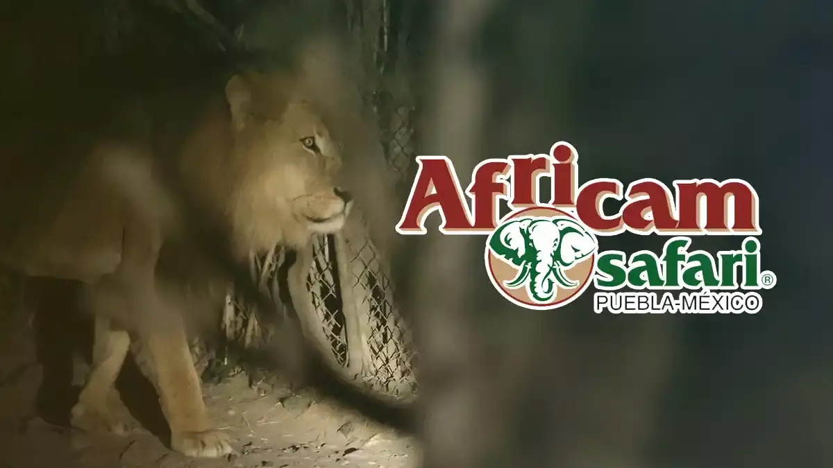 Trabaja en Africam Safari, hay 11 vacantes