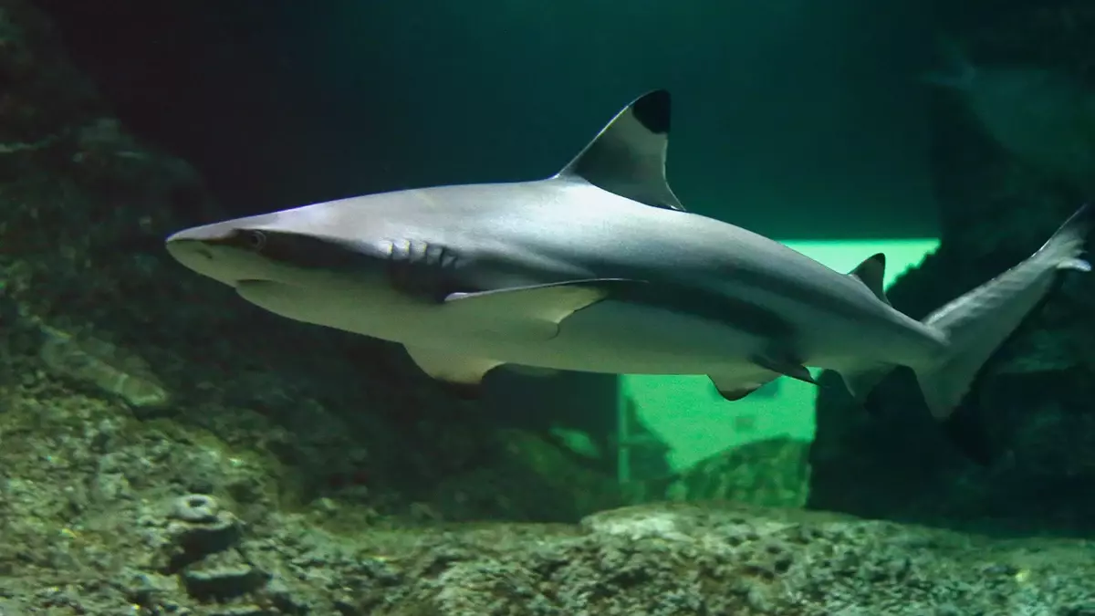 Cómo entrar al Acuario Michin en la gran Noche de Museos