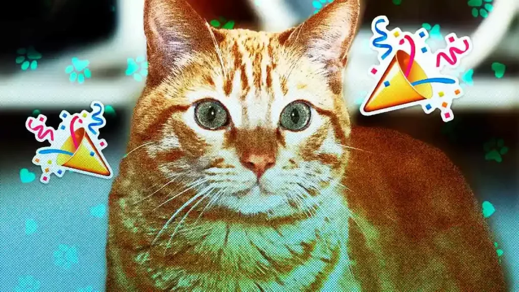 Hoy es el Día Internacional del Gato ¿Sabes por qué se celebra?